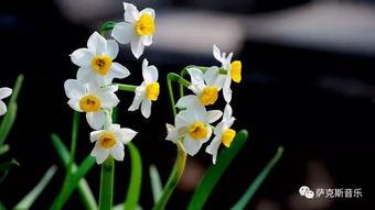 抖音爆料娱乐圈水仙花,揭秘明星自恋背后的真相